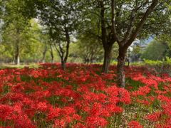 -白塘生态植物园