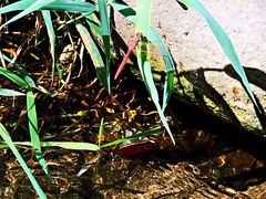 -碓臼峪自然风景区