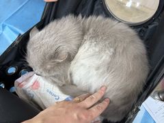 -美联众合动物医院·24h转诊中心
