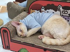 -COLOR PETS 撸猫馆·购猫·猫咖(长风大悦城店)