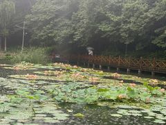 -云岗森林公园