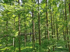 -黄海国家森林公园