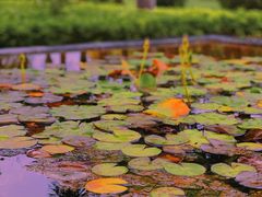 -三亚海棠湾万丽度假酒店