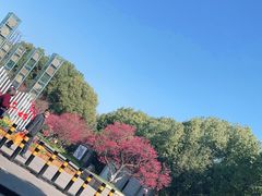 -红梅公园