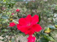 -亚龙湾国际玫瑰谷