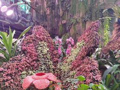 -正佳雨林生态植物园