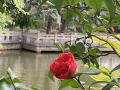 -金花茶公园
