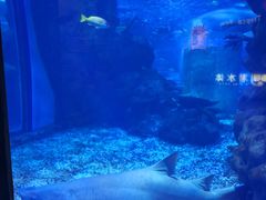-海合安武汉极地海洋公园