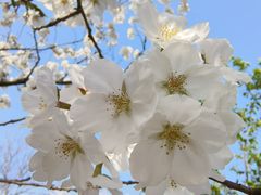 -顾村公园