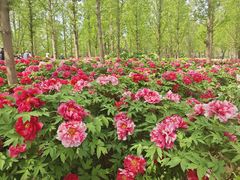 -石家庄市植物园