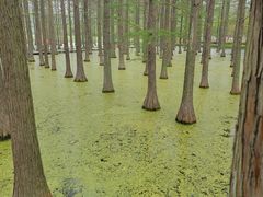 -渌洋湖湿地公园