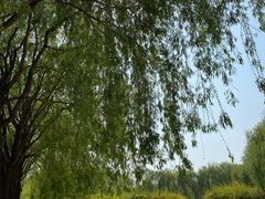 -东坝千亩湖公园
