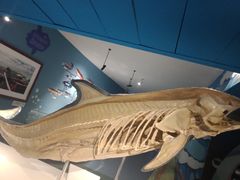 -烟台海昌鲸鲨海洋公园