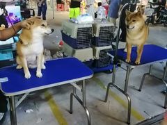 -中环花鸟鱼虫市场