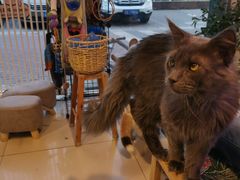 -平行世界·猫咖(首经贸店)