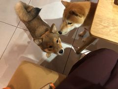 -柴务处·柴犬主题狗咖