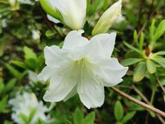 -杭州植物园