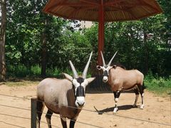 -大连森林动物园