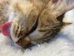 -瑞派旺宝宠物医院·犬猫全科综合·尿道专科(莲兴院)