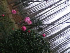 android_upload_pic-上海怡沁园度假酒店