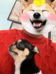 -孕视觉专业孕妇摄影(天津南开店)