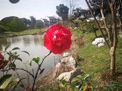 -鹅湖玫瑰文化园