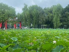 -四川大学(望江校区)