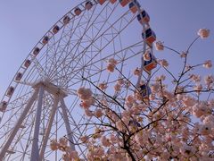 -顾村公园