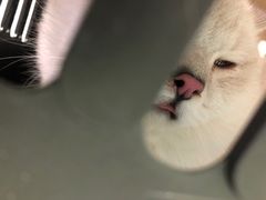 -守诺宠物医院·眼科· 特色牙科·异宠专科(虹口店)