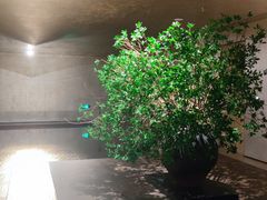 -隐溪茶馆(静安寺店)