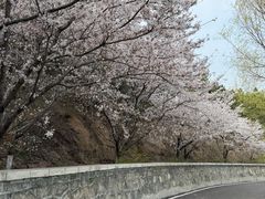-樱花山风景区