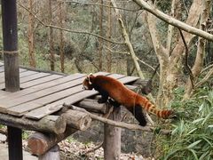 -都江堰中华大熊猫苑