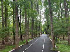 -东平国家森林公园