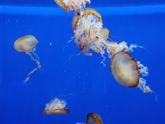 -长春中泰海洋世界