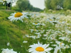 -汉长安城未央宫国家考古遗址公园