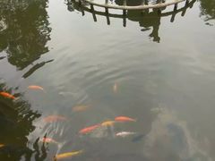 -观澜山水田园