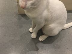 -飞行喵MR PILOT|猫舍·猫咖(静安大融城店)
