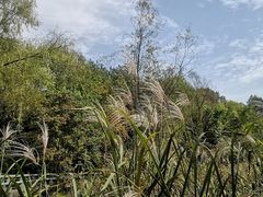 -西湖风景区-江洋畈生态公园