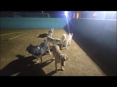 -趣玩宠物乐园寄养训犬训狗游泳池