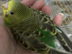 -立德异宠动物医院.兔鸟爬.内窥镜(天河店)