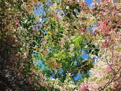 -深圳国际园林花卉博览园