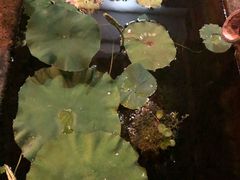 -古韵餐厅(湖畔大学店)
