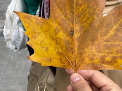 -上海安亭别墅花园酒店