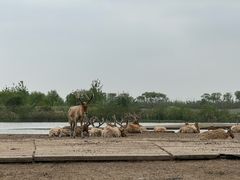 -宁波杭州湾国家湿地公园