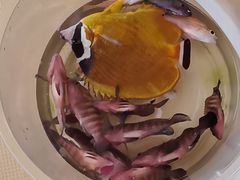 -小猫钓鱼海钓俱乐部(椰梦长廊店)