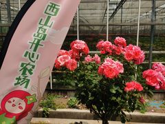 -苏州太湖西山岛开心农场