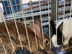 -马陆小张葡萄园农家乐