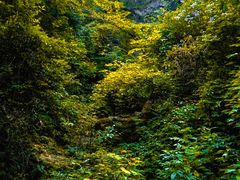 -光雾山旅游景区
