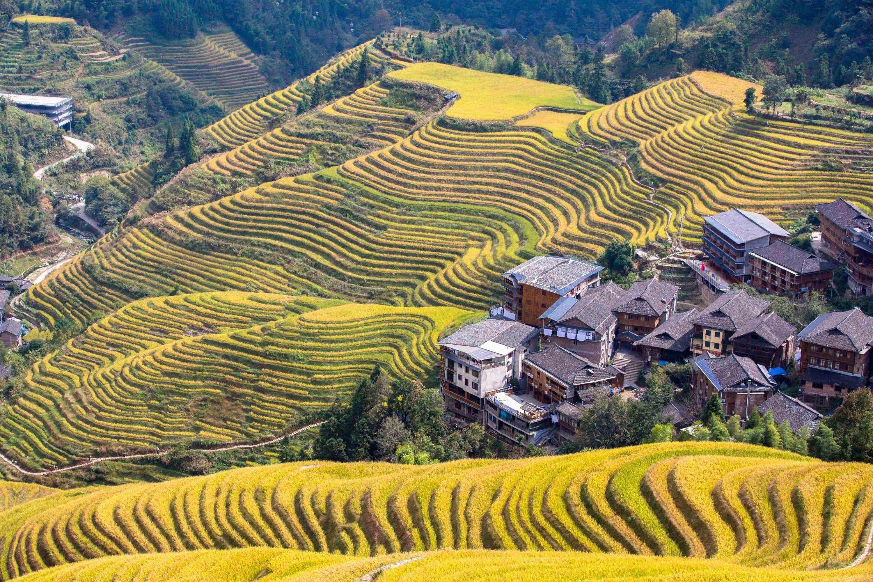 桂林龙胜梯田是一处举世闻名的壮丽景观