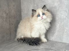 -小猫来了·猫舍(红山六九七九店)